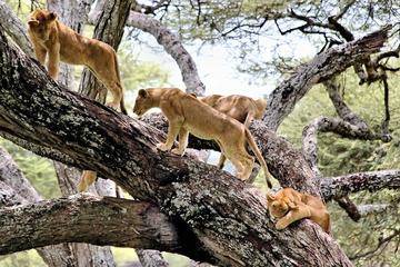 2Days Lake Manyara and Ngorongoro Crater Camping Safari
