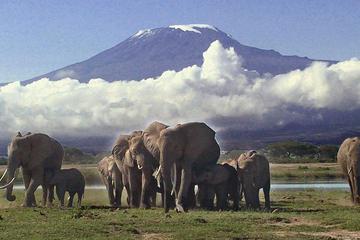 3 Days Amboseli Camping Safari All Inclusive