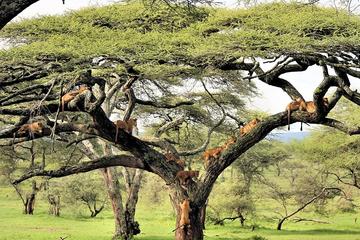 3Days Best Camping Safari in Tanzania Parks