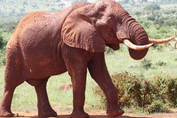 3days Best of Tsavo East & Tsavo West  Wildlife Safari From Mombasa