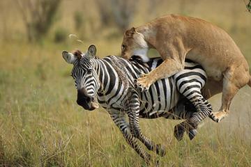 3days Masai Mara Camping Safari