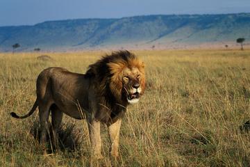 4-Day Lake Naivasha & Masai Mara Private Luxury Safari