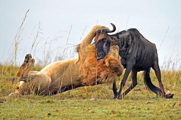 4 Days Masai Mara Camping Guided Safari From Nairobi