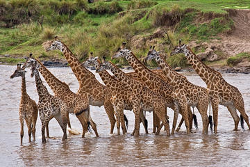 4days: Amboseli, Tsavo West & Tsavo East Wildlife Safari