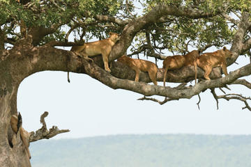 4Days Tanzania Northern Circuit Camping Safari