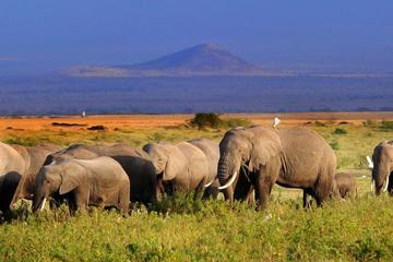 5day: Best of Kenya Big 5 Wildlife Safari to Amboseli & Tsavo West National Park