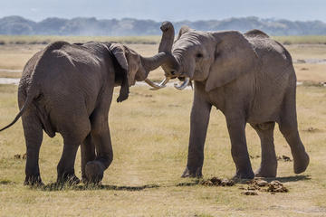 5Days Affordable Wildlife Safari in Kenya