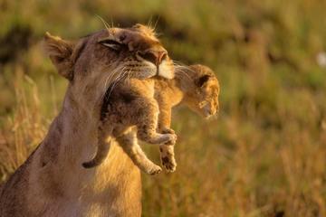 5Days Masai Mara Budget Tented Camping Safari