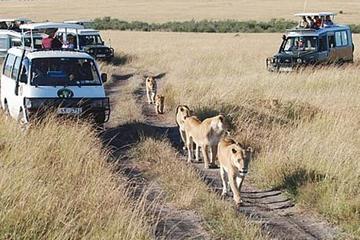 6Days Tanzania Tented Camping Safari Serengeti Manyara Ngorongoro Tarangire Park
