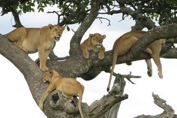 7Days Tanzania Lodge Safari Lake Manyara  Serengeti Ngorongoro Tarangire Safaris