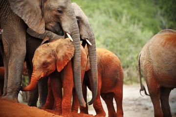 8Days Best of Kenya Wildlife Safari