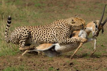 9-Days Discover Kenya Safaris