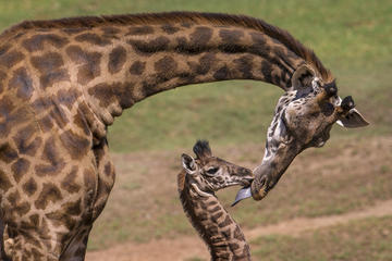 Day Tour: Giraffe Center and David Sheldrick Elephant Orphanage from Nairobi