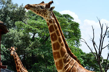 Giraffe Center Half Day Trip from Nairobi