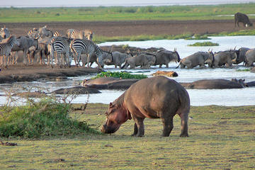 Lake Manyara National Park Day Trip From Arusha