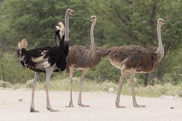 Nairobi Guided Day Tour To Masai Ostrich Farm