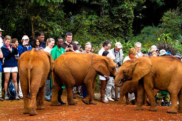 Nairobi Half Day Tour to David Sheldrick Elephant Orphanage