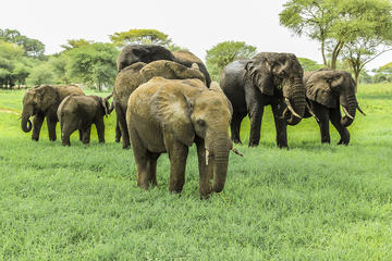 Tarangire National Park Guided Day Tour From Arusha
