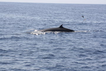 Tenerife Whale and Dolphin Cruise Onboard the Bahriyeli with Mar De Ons Los Cristianos
