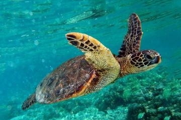 Marmaris Dalyan Turtle Beach Mud Bath & Kings Tombs