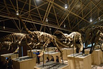 Dinosaur Tour in Kunming
