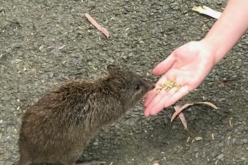 Food Tours Australia Cleland Wildlife Tour