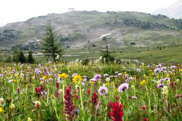 Sunshine Meadows Vistas -  Easy Hike - Mondays and Saturdays