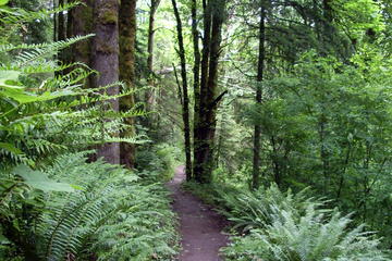 Guided Hike in Portland's Forest Park
