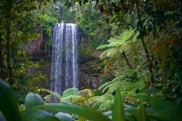 Atherton Tablelands Waterfalls and Rainforest Wildlife Tour from Cairns