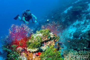 Scuba Diving Tours at Koh Tao