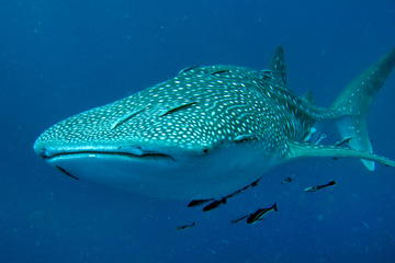 Scuba Diving Tours to Sail Rock