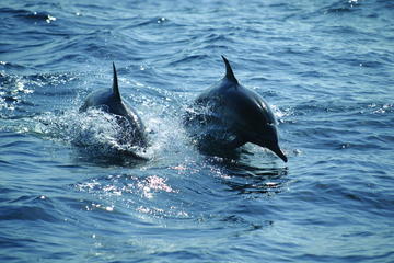 Dolphin Cruise