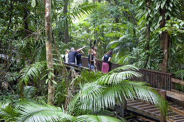 Full Day Cape Tribulation and Daintree Rainforest Tour