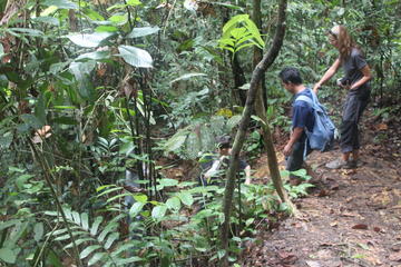 Private Tour: Half Day Bukit Lawang Practice Trek Tour