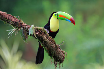 Early Bird Watching Tour
