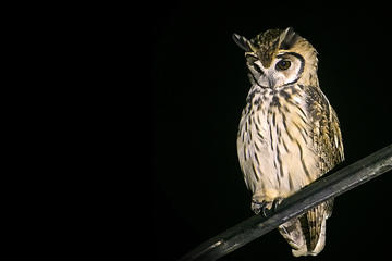 Owl Quest Night Tour from la Fortuna