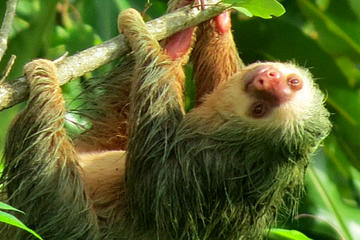 Small-Group Guided Sloth Seeing Tour in La Fortuna