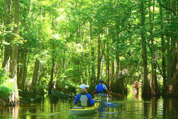2-Hour Cypress Forest Guided Kayak Tour