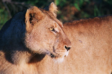 Full Day Kruger National Park Game Drive