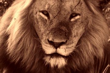 Kruger National Park Half-Day Game Drive