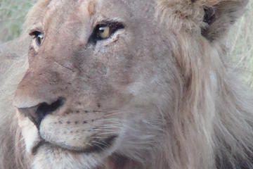 Kruger National Park Private Guided Morning Game Drive