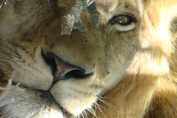 Kruger National Park Private Guided Tour