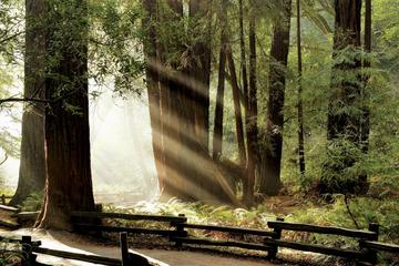 Private Muir Woods and Napa Wine Tour From San Francisco