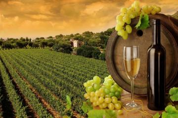Private Napa Sonoma Wine Tour from San Francisco & Custom Half Case of Wine