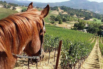 Private Wine Tour of Sonoma County, Scenic Zip Lining and Horseback Riding