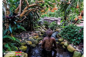 Victoria Butterfly Gardens