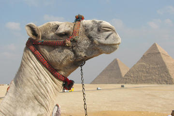 Day Tour to Ancient Egypt