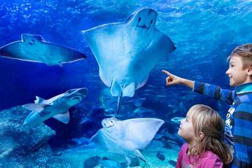 Skip-the-Line AquaDom & SEA LIFE Berlin Ticket