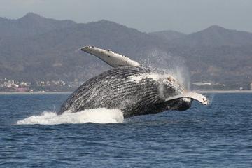 Small-Group Whale Watching Tour in Puerto Vallarta
