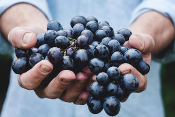 Athens Private Wine Tasting Tour - Dionysian Grapes